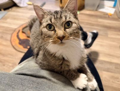 Screenshot 2026 02 17 at 11.11.48 AM